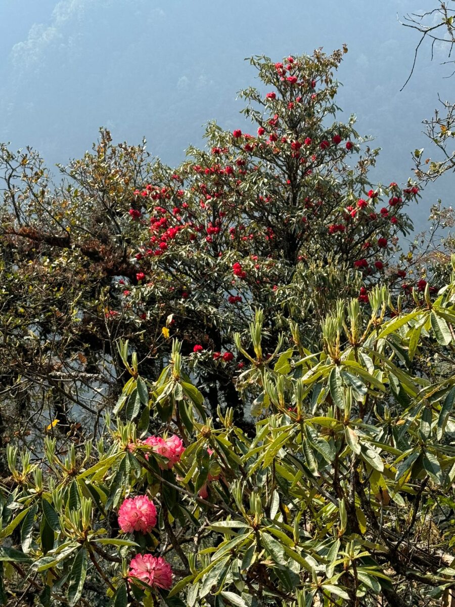 Kanchenjunga Circuit
